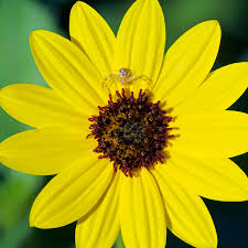 Attēlu rezultāti vaicājumam “Thomisidae”