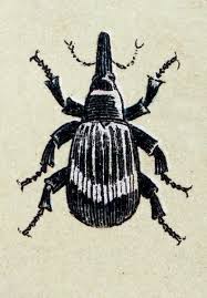 Attēlu rezultāti vaicājumam “Anthonomus pomorum”