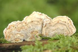 Attēlu rezultāti vaicājumam “Cerrena unicolor”