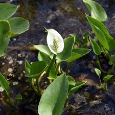 Attēlu rezultāti vaicājumam “Calla palustris flower”