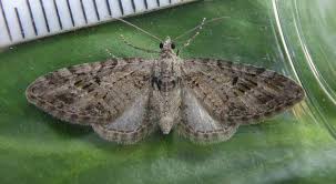 Attēlu rezultāti vaicājumam “Eupithecia exiguata”