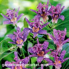 Image result for Tricyrtis `Black Beauty`