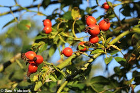 Attēlu rezultāti vaicājumam “Rosa subcanina fruit”