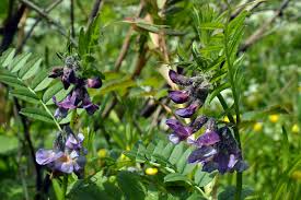 Attēlu rezultāti vaicājumam “Vicia sepium flower”