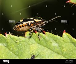 Attēlu rezultāti vaicājumam “Eurydema oleracea imago”