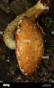 Attēlu rezultāti vaicājumam “Stropharia albocrenulata”