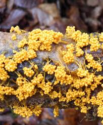 Attēlu rezultāti vaicājumam “Badhamia capsulifera var. arborea”