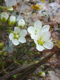 Attēlu rezultāti vaicājumam “Sagina nodosa”