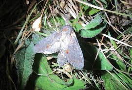 Attēlu rezultāti vaicājumam “Notodonta dromedarius”