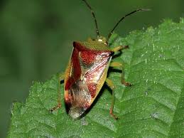 Attēlu rezultāti vaicājumam “Elasmostethus interstinctus imago”