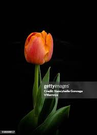 Attēlu rezultāti vaicājumam “Tulipa gesneriana”