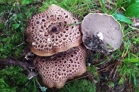 Attēlu rezultāti vaicājumam “Sarcodon imbricatum”