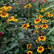 Image result for Heliopsis scabra