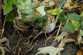 Image result for Anthus hodgsoni