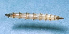 Attēlu rezultāti vaicājumam “Therevidae larva”