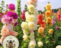 Image result for Alcea rosea `Appleblossom`