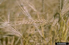 Attēlu rezultāti vaicājumam “Hordeum vulgare”