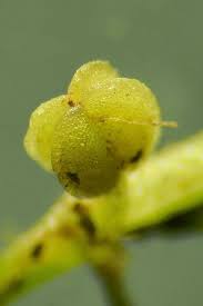 Attēlu rezultāti vaicājumam “Callitriche cophocarpa leaf”