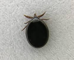 Attēlu rezultāti vaicājumam “Ixodes”