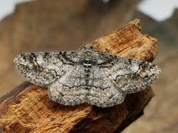 Attēlu rezultāti vaicājumam “Cleora cinctaria”