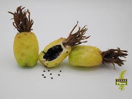 Attēlu rezultāti vaicājumam “Anisantha tectorum fruit”