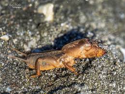 Attēlu rezultāti vaicājumam “Gryllotalpa gryllotalpa”