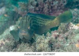 Image result for Mycteroperca rubra