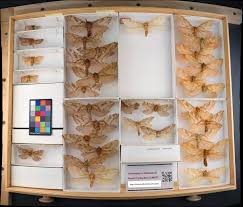 Attēlu rezultāti vaicājumam “Hepialidae”