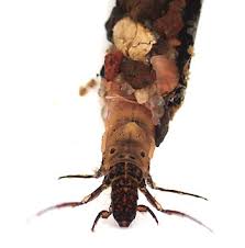 Attēlu rezultāti vaicājumam “Trichoptera egg mass”