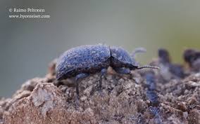 Attēlu rezultāti vaicājumam “Bolitophagus reticulatus”