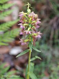Attēlu rezultāti vaicājumam “Epipactis helleborine fruit”