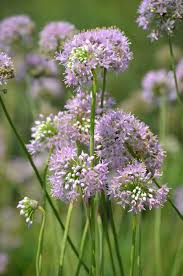 Attēlu rezultāti vaicājumam “Allium cepa flower”