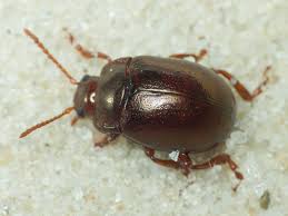 Attēlu rezultāti vaicājumam “Chrysolina staphylaea”