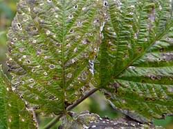 Attēlu rezultāti vaicājumam “Mycosphaerella ulmi”