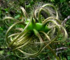 Attēlu rezultāti vaicājumam “Clematis fruit”