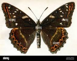 Attēlu rezultāti vaicājumam “Limenitis populi upperside”