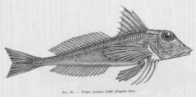 Image result for Chelidonichthys cuculus