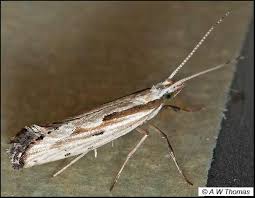 Attēlu rezultāti vaicājumam “Plutellidae”