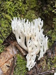 Attēlu rezultāti vaicājumam “Ramariopsis kunzei”