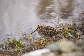 Image result for Lymnocryptes minimus