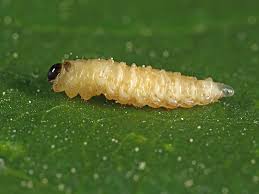 Attēlu rezultāti vaicājumam “Anthonomus pomorum”