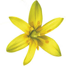 Attēlu rezultāti vaicājumam “Serpoleskea confervoides”