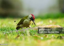 Attēlu rezultāti vaicājumam “Picus viridis nest”