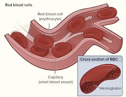 Image result for blood