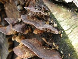 Attēlu rezultāti vaicājumam “Gloeophyllum abietinum”