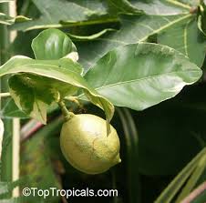 Attēlu rezultāti vaicājumam “Juglans x sinensis fruit”