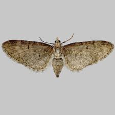 Attēlu rezultāti vaicājumam “Eupithecia exiguata”