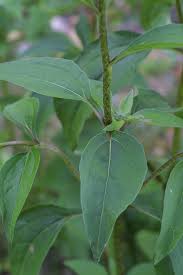 Attēlu rezultāti vaicājumam “Echinacea purpurea leaf”