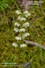 Attēlu rezultāti vaicājumam “Pyrola rotundifolia leaf”