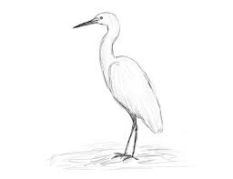 Image result for heron